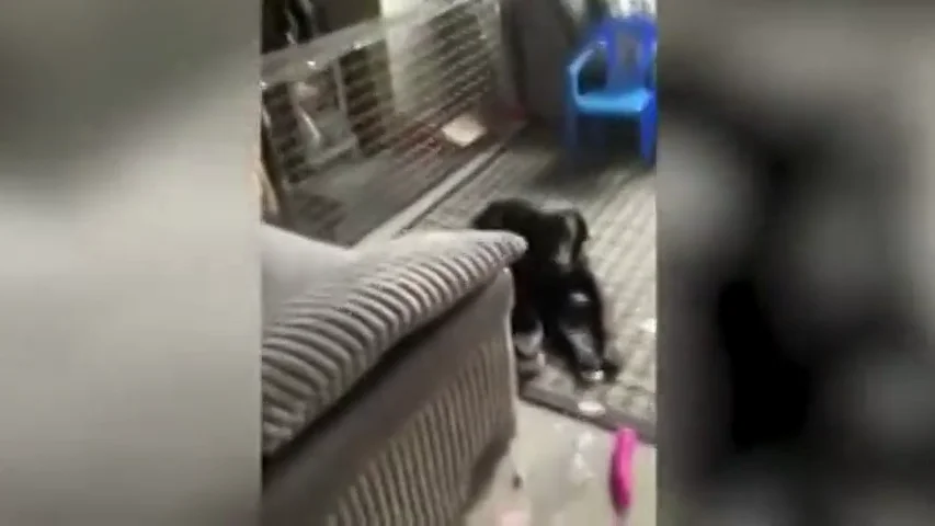 El desternillante momento en el que un perro rompe el paquete de un vecino y se pone a jugar con el vibrador que había dentro