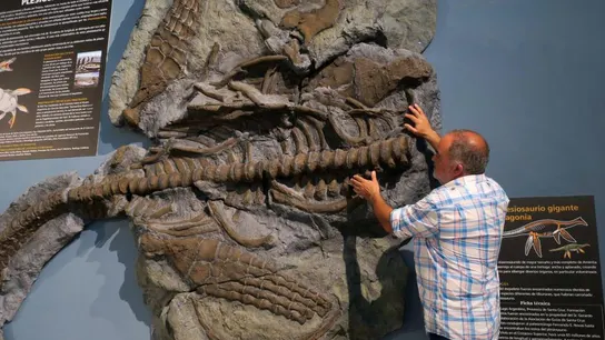 El esqueleto de un plesiosaurio El esqueleto de un plesiosaurio