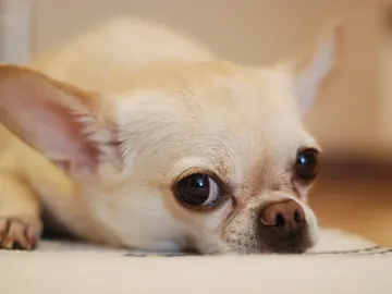 Perro chihuahua Perro chihuahua