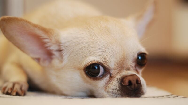Esta es Perla, la perrita más pequeña del mundo (récord Guinness incluido)