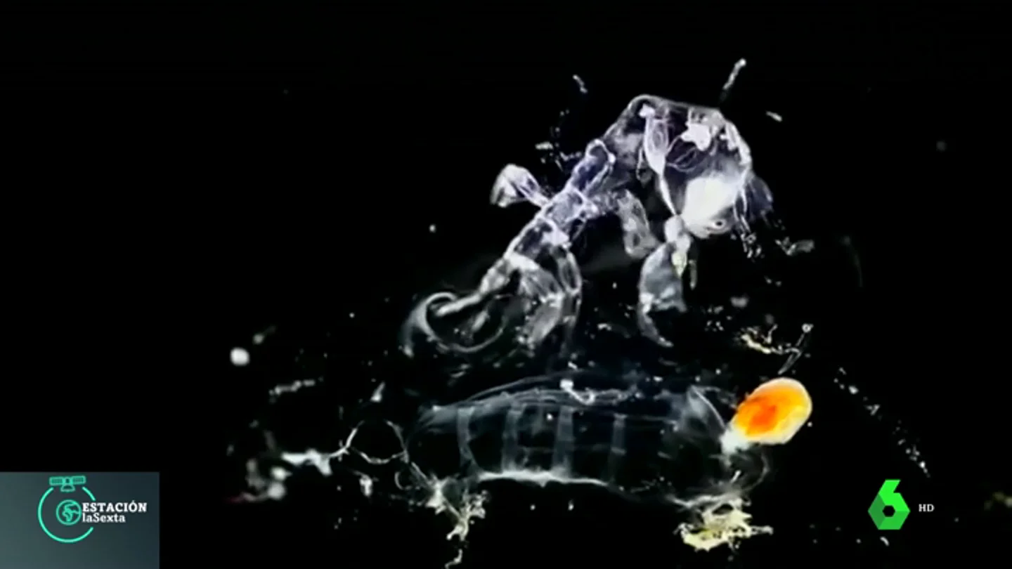 Especie que inspiró a la película de 'Alien: el octavo pasajero' Especie que inspiró a la película de 'Alien: el octavo pasajero'