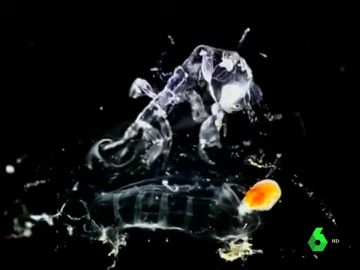 Especie que inspiró a la película de 'Alien: el octavo pasajero' Especie que inspiró a la película de 'Alien: el octavo pasajero'