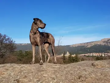 Dogo alemán Dogo alemán