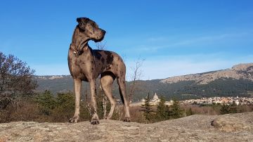 Dogo alemán Dogo alemán