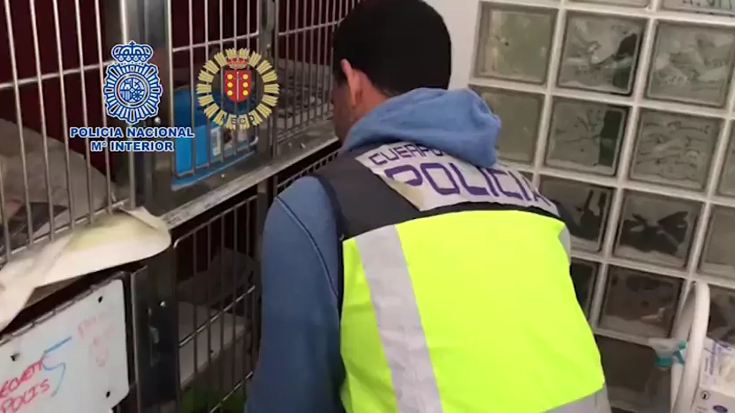 Desmantelan un criadero ilegal de chihuahuas y rescatan a 12 perros en una vivienda de Meco, Madrid Desmantelan un criadero ilegal de chihuahuas y rescatan a 12 perros en una vivienda de Meco, Madrid