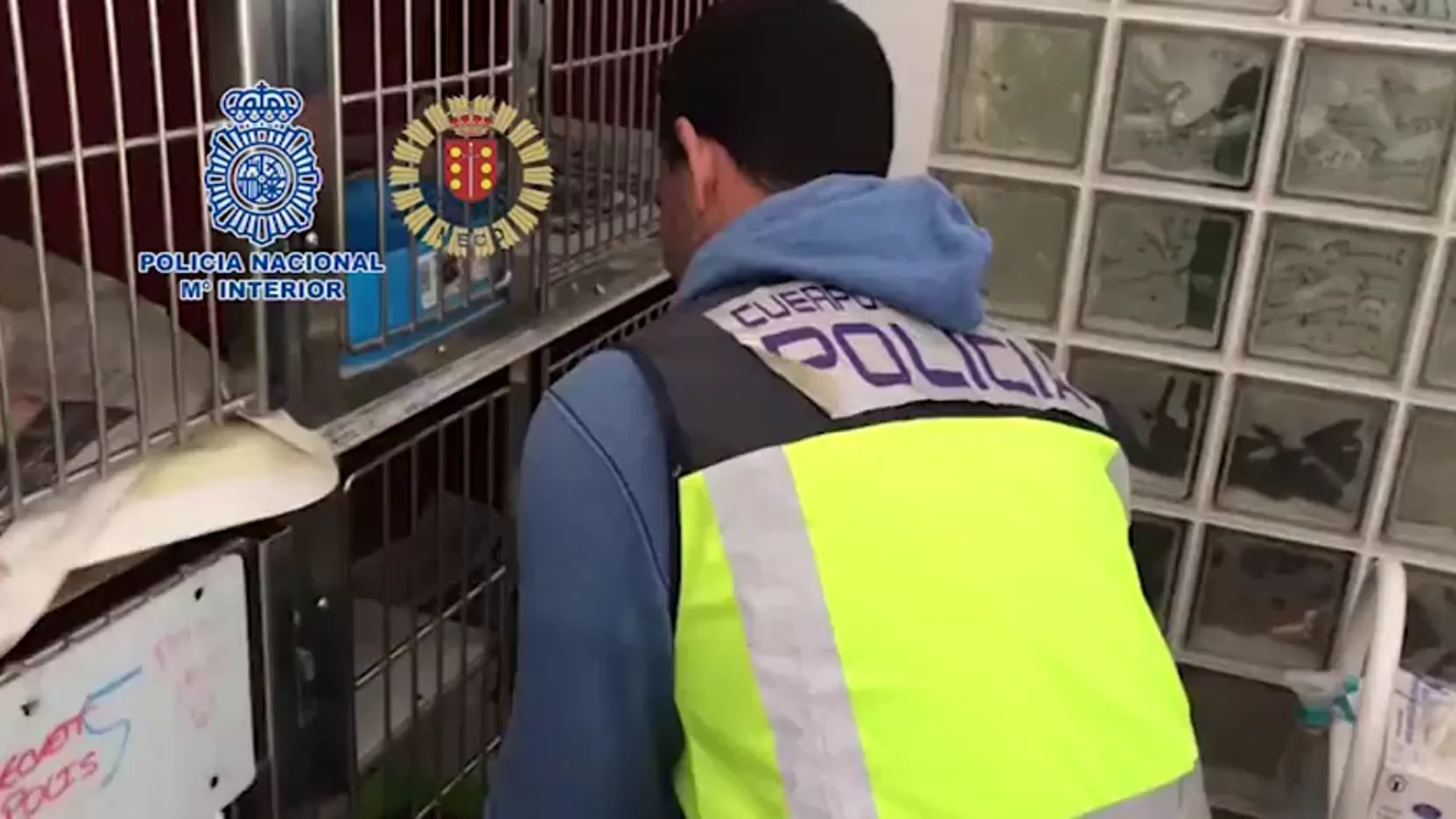 Desmantelan un criadero ilegal de chihuahuas y rescatan a 12 perros en una vivienda de Meco, Madrid