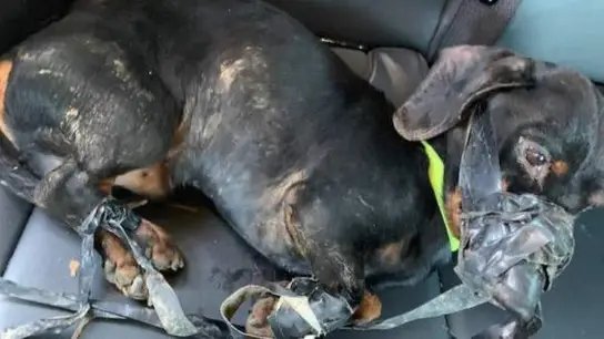 Estado del perro abandonado en un contenedor Estado del perro abandonado en un contenedor