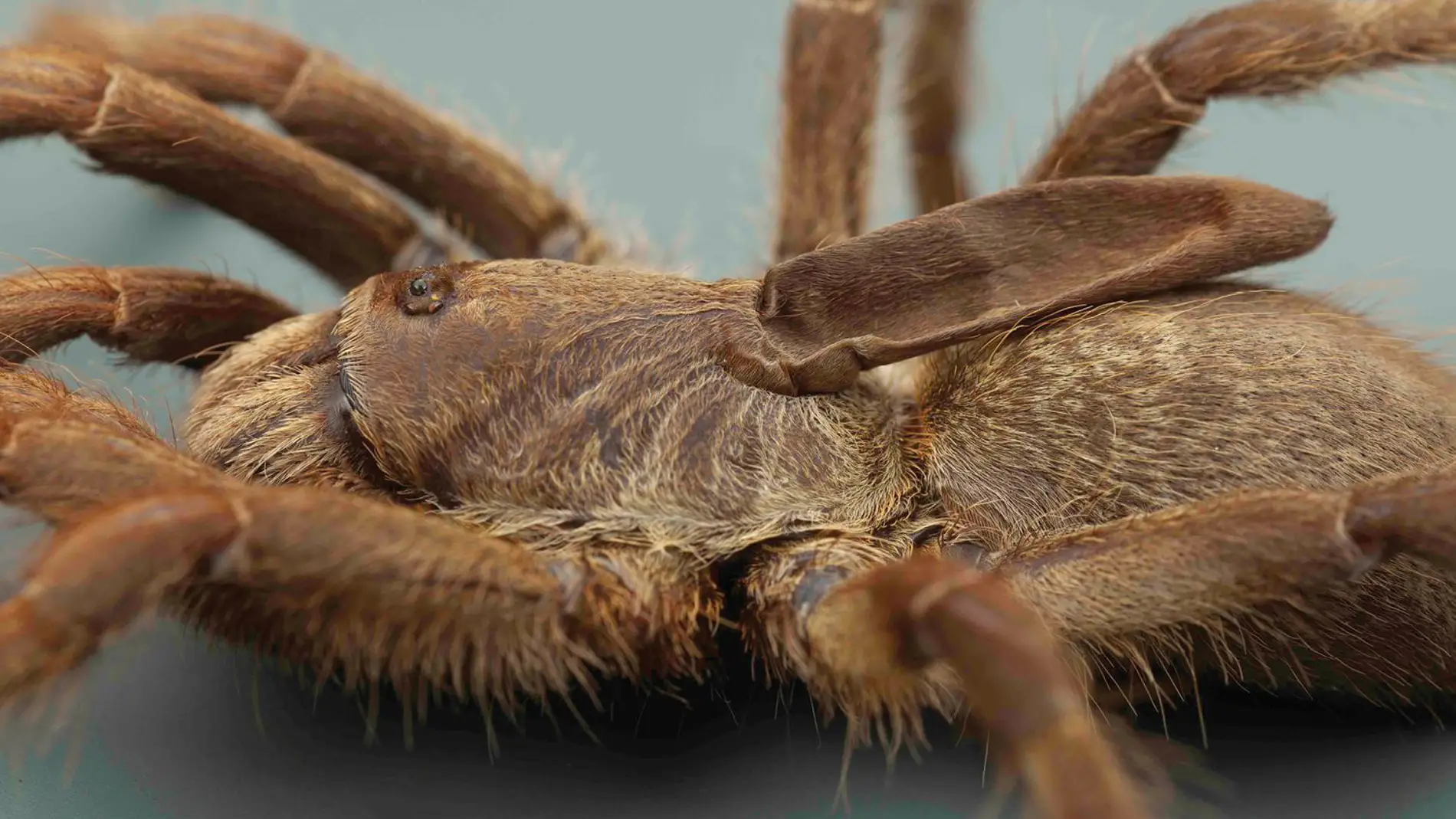 Hallada una nueva tarantula unicornio en Angola