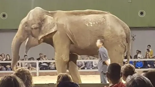 Dumba presuntamente durante un espectáculo Dumba presuntamente durante un espectáculo