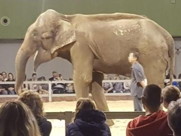 Dumba presuntamente durante un espectáculo Dumba presuntamente durante un espectáculo