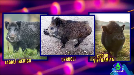 ataque de risa cerdoli ataque de risa cerdoli