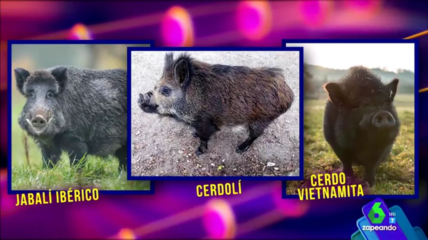 ataque de risa cerdoli ataque de risa cerdoli