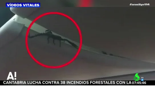 Graban a un escorpión saliendo del compartimento del equipaje de mano en un avión Graban a un escorpión saliendo del compartimento del equipaje de mano en un avión