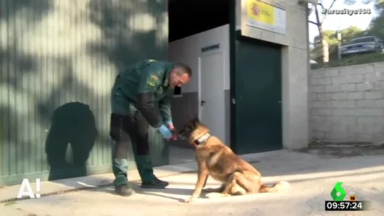 "Fue el primero en rastrear restos biológicos": visitamos a Elton, el perro que participó en la búsqueda de Diana Quer o Gabriel Cruz "Fue el primero en rastrear restos biológicos": visitamos a Elton, el perro que participó en la búsqueda de Diana Quer o Gabriel Cruz