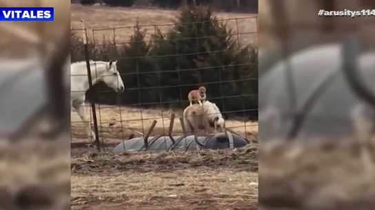 Una mujer descubre al perro de su vecino paseando a lomos de su pony Una mujer descubre al perro de su vecino paseando a lomos de su pony
