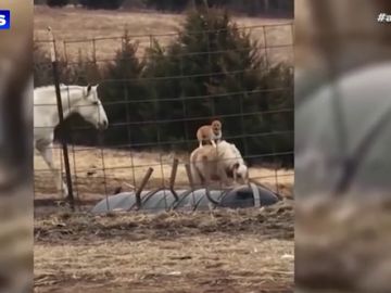 Una mujer descubre al perro de su vecino paseando a lomos de su pony