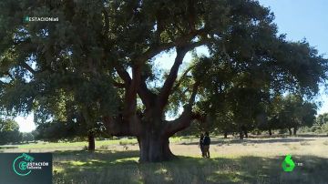 'Catedrales Vivas', la ruta de los árboles que han sido testigos de la historia de España