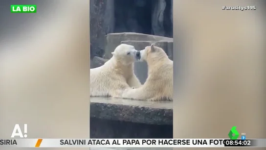 El sorprendente vídeo en el que dos osos polares "se besan con lengua" en un zoo de Hungría El sorprendente vídeo en el que dos osos polares "se besan con lengua" en un zoo de Hungría