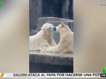 El sorprendente vídeo en el que dos osos polares "se besan con lengua" en un zoo de Hungría El sorprendente vídeo en el que dos osos polares "se besan con lengua" en un zoo de Hungría