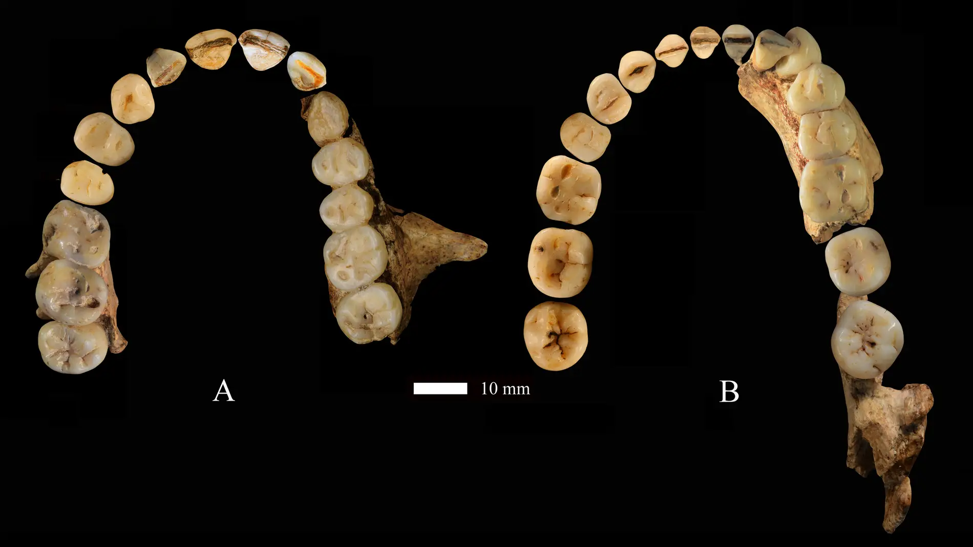 Hallan indicios de denticion primitiva en restos de Homo sapiens en China