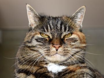 gato gato