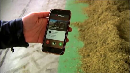 Tinder llega al mundo animal: crean una aplicaci&oacute;n de ligoteo para vacas