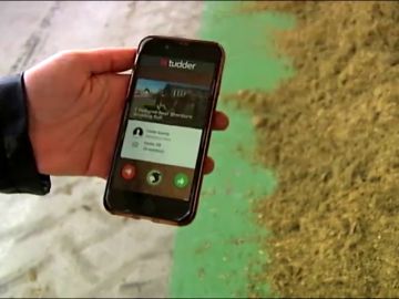 Tinder llega al mundo animal: crean una aplicación de ligoteo para vacas Tinder llega al mundo animal: crean una aplicación de ligoteo para vacas