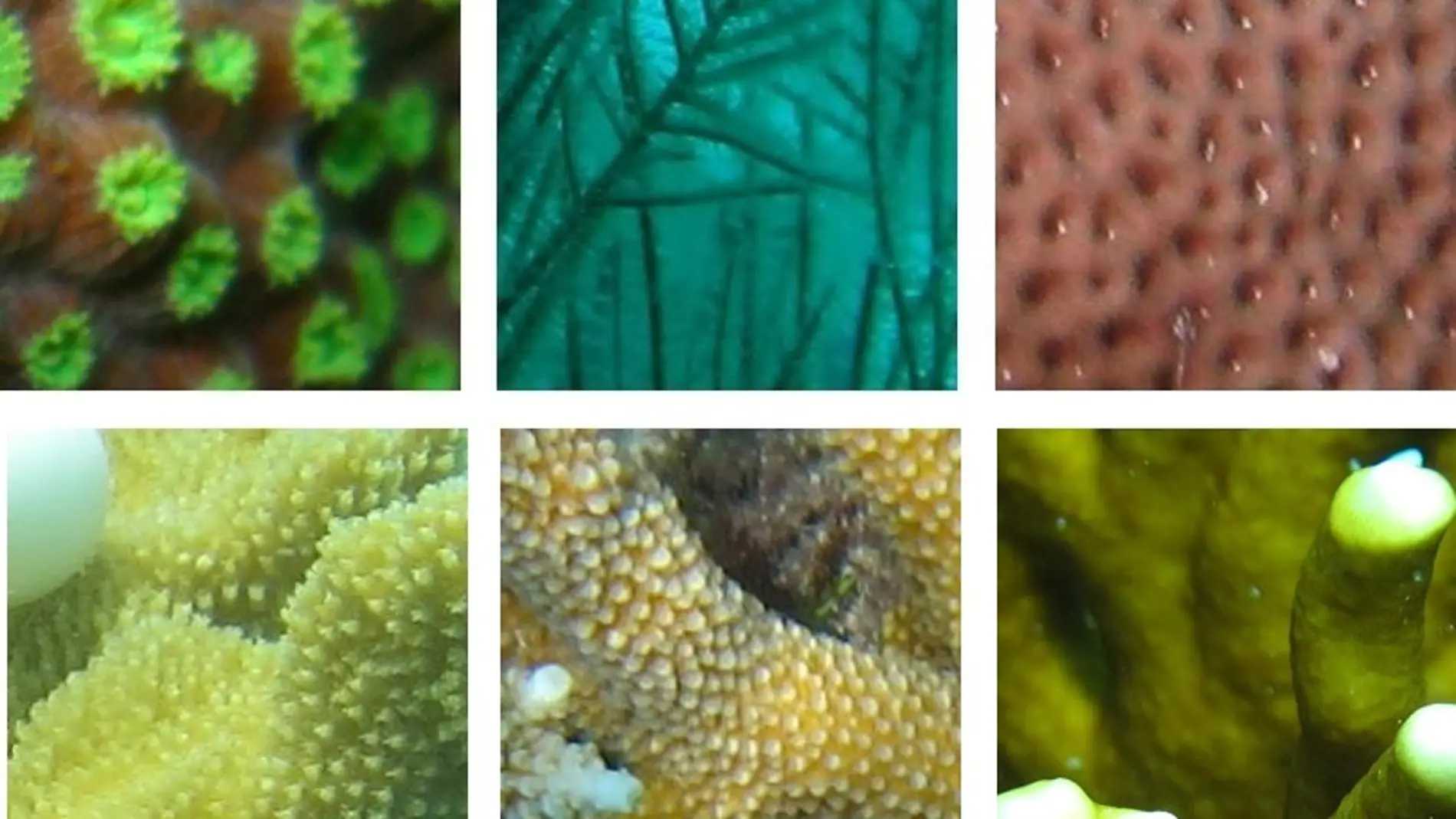Inteligencia artificial para reconocer los corales marinos