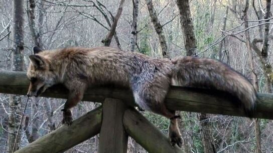 Imagen del zorro hallado muerto y atado en el parque natural de Las Ubi&ntilde;as, Asturias