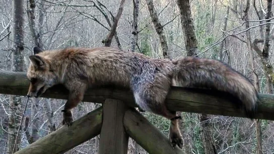 Imagen del zorro hallado muerto y atado en el parque natural de Las Ubiñas, Asturias Imagen del zorro hallado muerto y atado en el parque natural de Las Ubiñas, Asturias