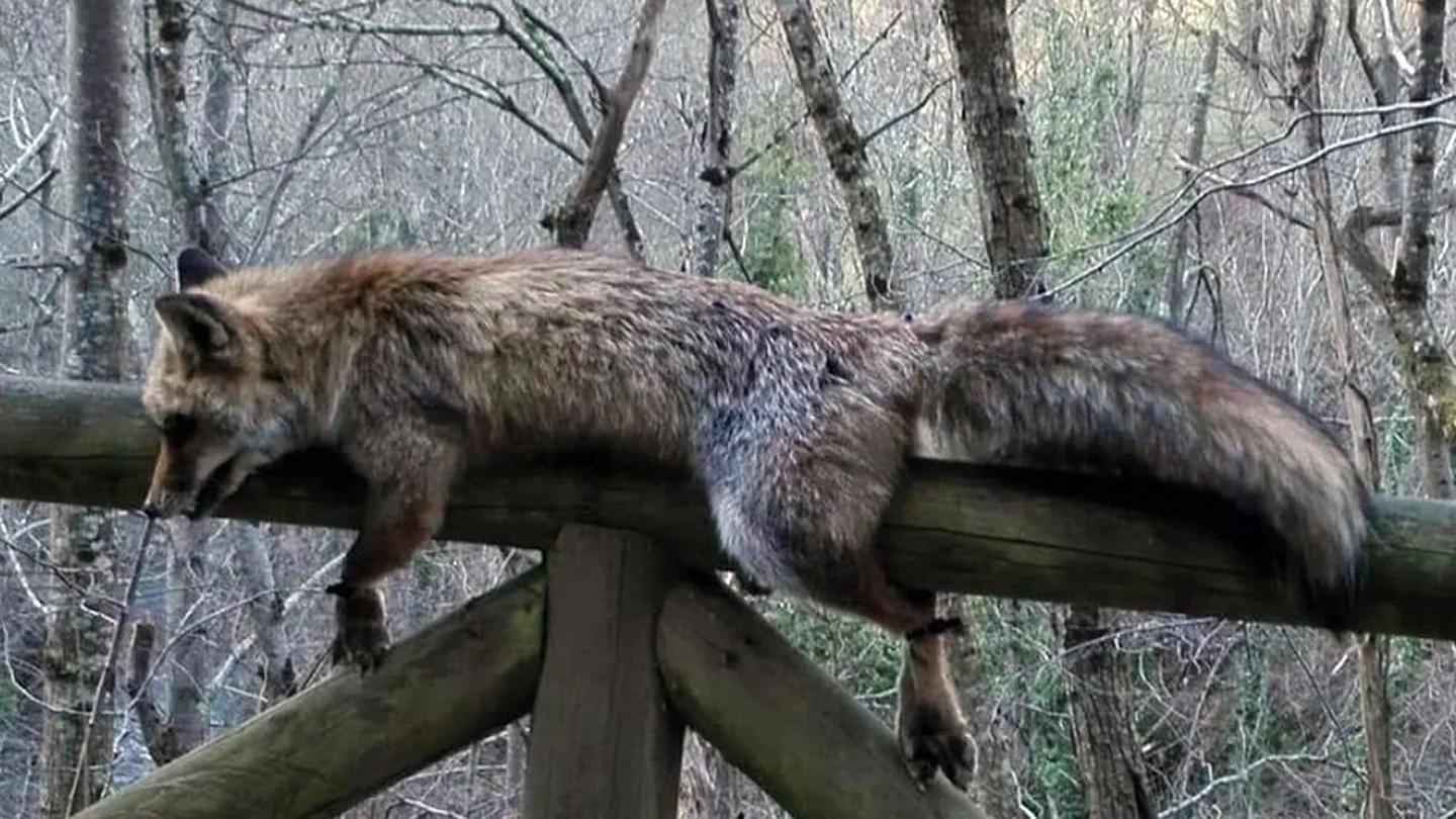 Imagen del zorro hallado muerto y atado en el parque natural de Las Ubiñas, Asturias Imagen del zorro hallado muerto y atado en el parque natural de Las Ubiñas, Asturias