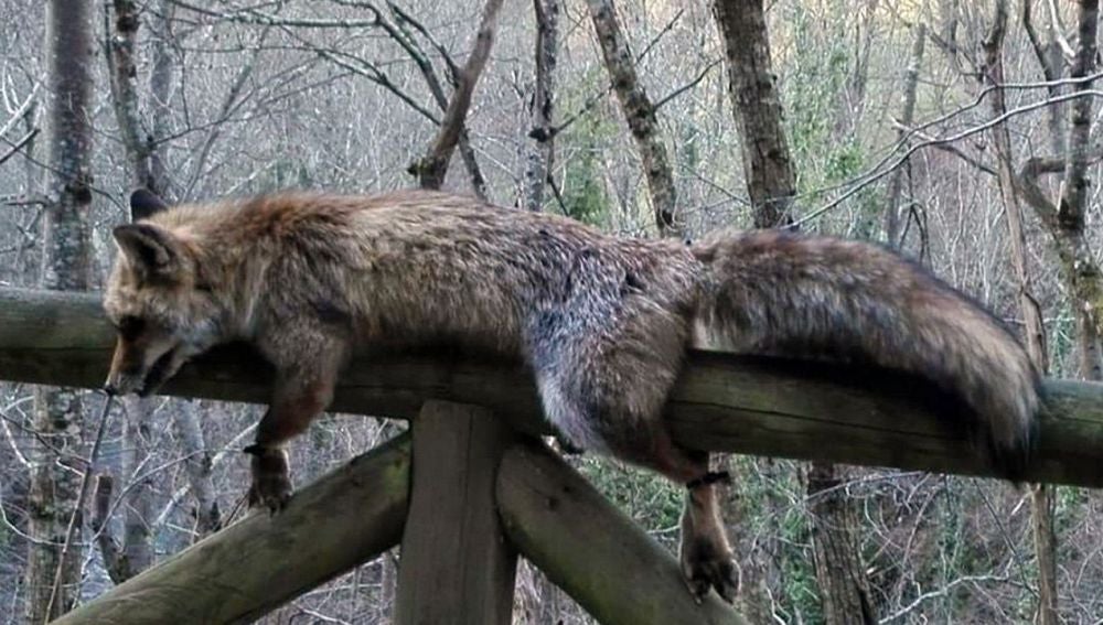 Imagen del zorro hallado muerto y atado en el parque natural de Las Ubiñas, Asturias