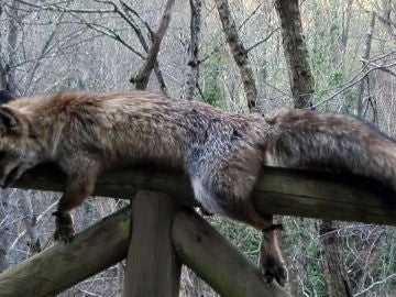 Imagen del zorro hallado muerto y atado en el parque natural de Las Ubiñas, Asturias Imagen del zorro hallado muerto y atado en el parque natural de Las Ubiñas, Asturias