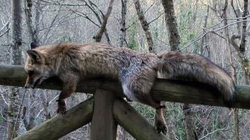 Imagen del zorro hallado muerto y atado en el parque natural de Las Ubiñas, Asturias