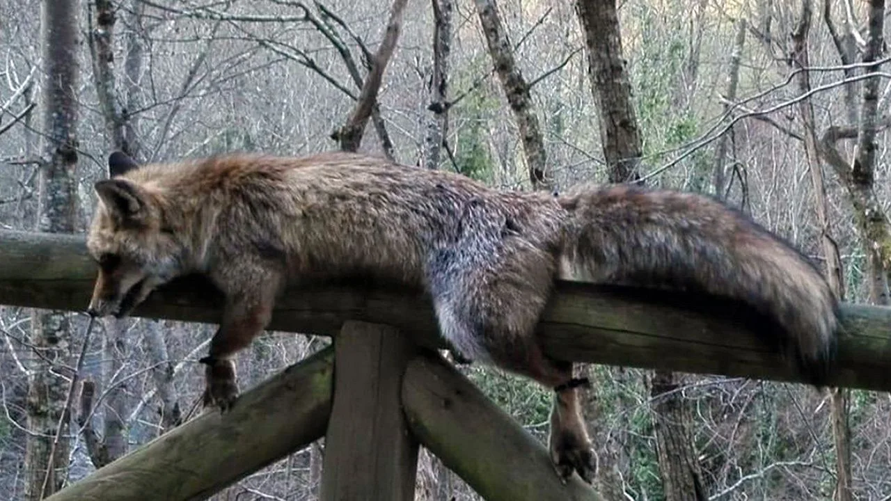 Imagen del zorro hallado muerto y atado en el parque natural de Las Ubiñas, Asturias