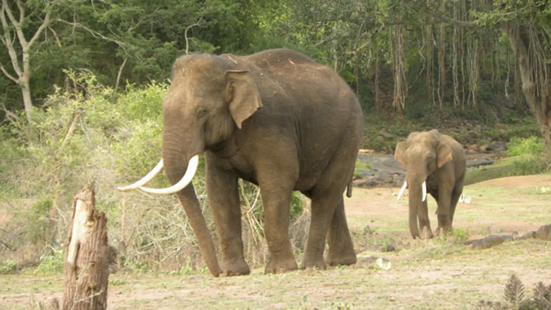 Los elefantes asiaticos podrian perder hasta un 42 de habitats en India y Nepal