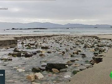 El debate de las playas artificiales: ¿Un ataque al ecosistema o un lugar más accesible? El debate de las playas artificiales: ¿Un ataque al ecosistema o un lugar más accesible?
