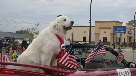 Duke en un desfile en Cormorant Township Duke en un desfile en Cormorant Township