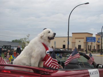 Duke en un desfile en Cormorant Township Duke en un desfile en Cormorant Township