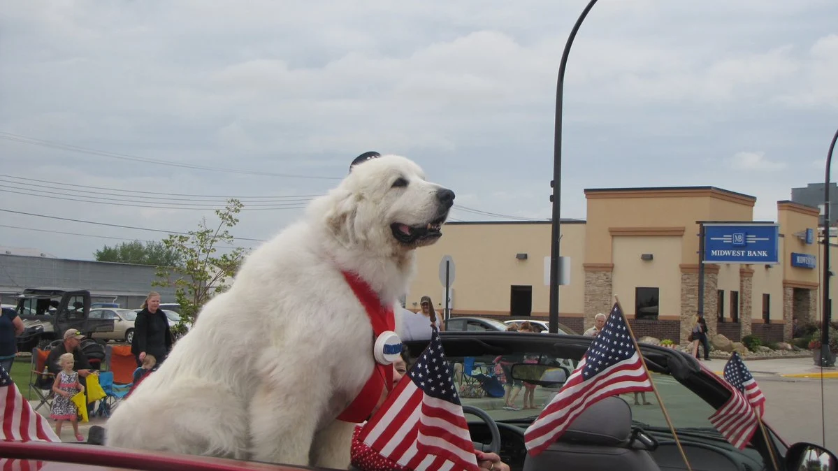 Duke en un desfile en Cormorant Township