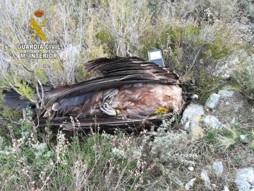 Uno de los ejemplares hallados de Águila Imperial (Archivo) Uno de los ejemplares hallados de Águila Imperial (Archivo)
