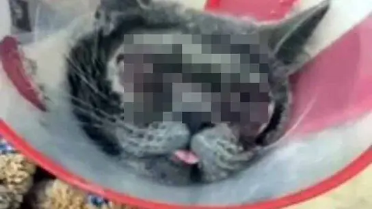 Imagen de un gato intervenido en una cirugía estética Imagen de un gato intervenido en una cirugía estética
