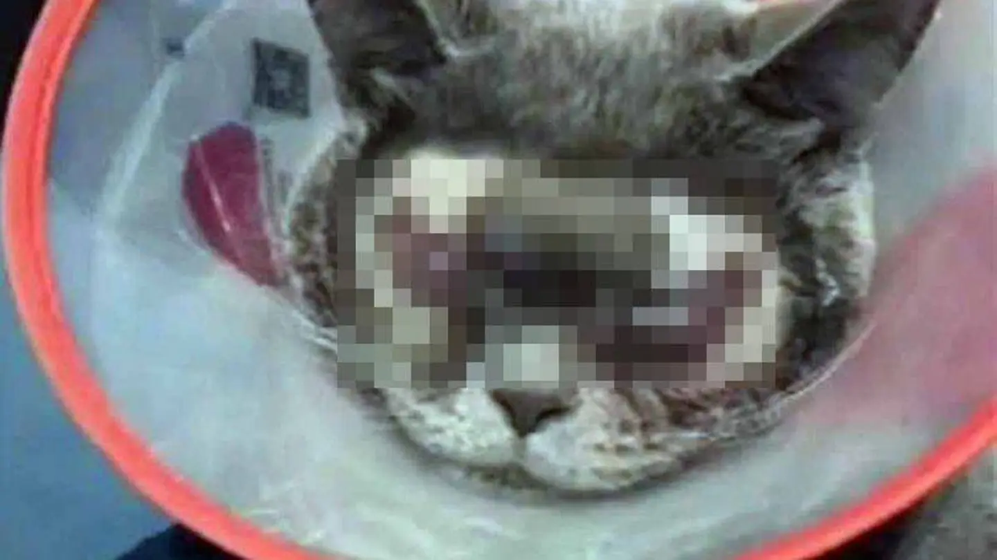Gato intervenido en una cirugía plástica Gato intervenido en una cirugía plástica