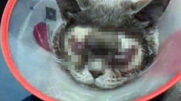 Gato intervenido en una cirugía plástica