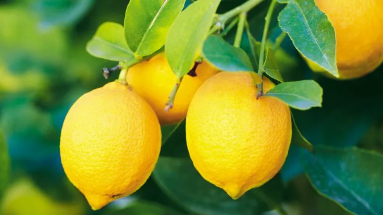 LIMONES