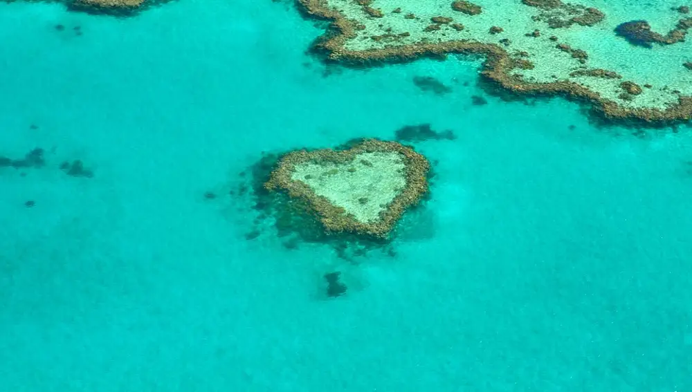 Corazón coral, Australia