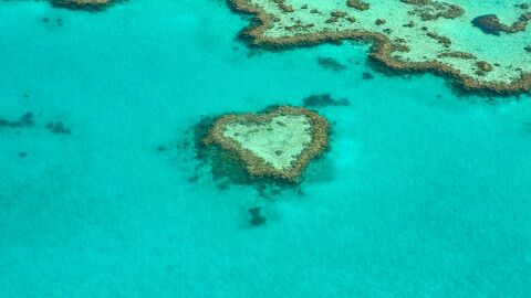 Corazón coral, Australia
