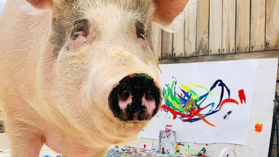 Imagen de Pigcasso Imagen de Pigcasso