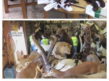 Operación Loxodonta, incautación animales disecados ilegalmente Operación Loxodonta, incautación animales disecados ilegalmente
