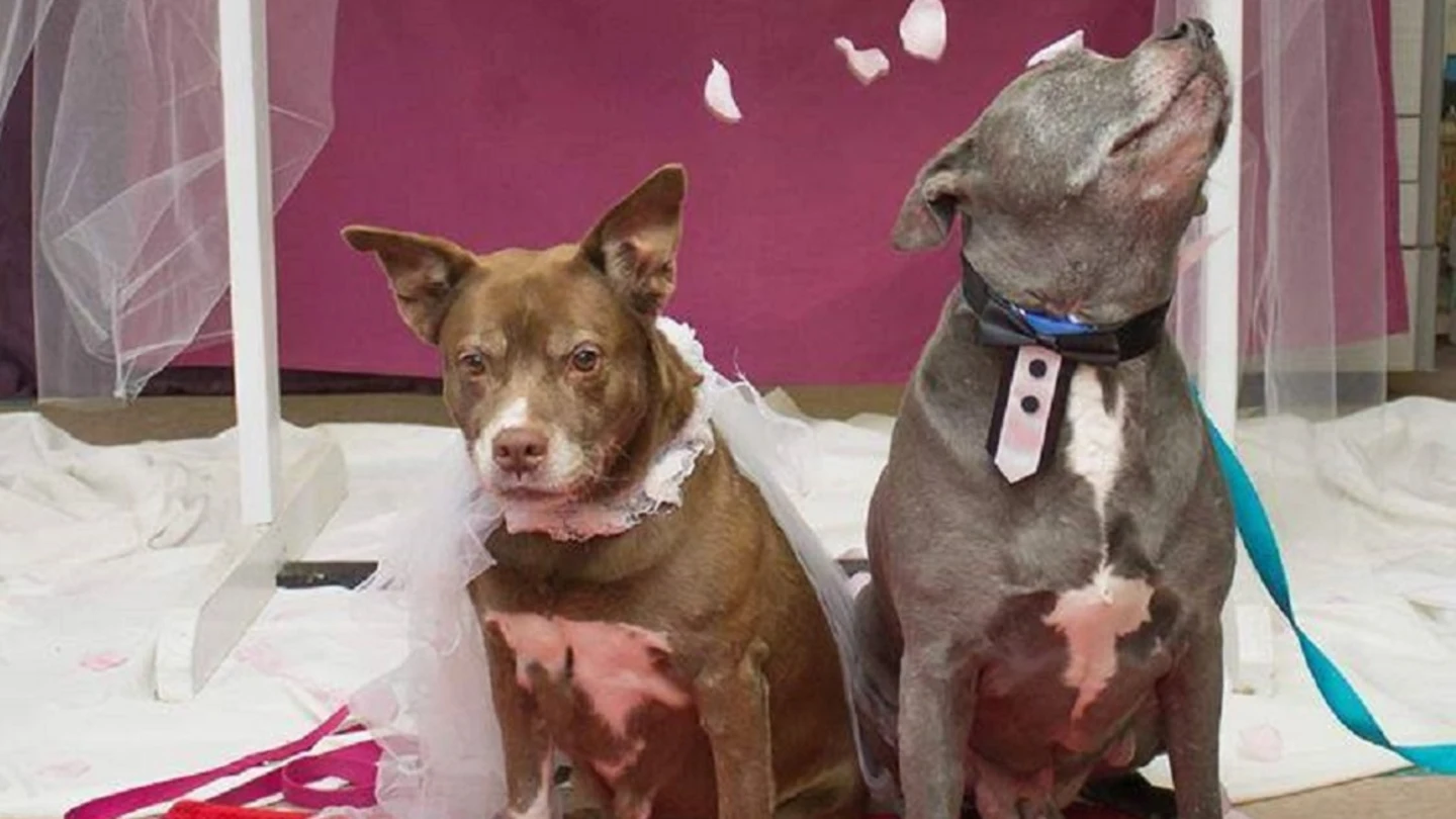 Imagen de los perros que se han casado para ser adoptados juntos Imagen de los perros que se han casado para ser adoptados juntos